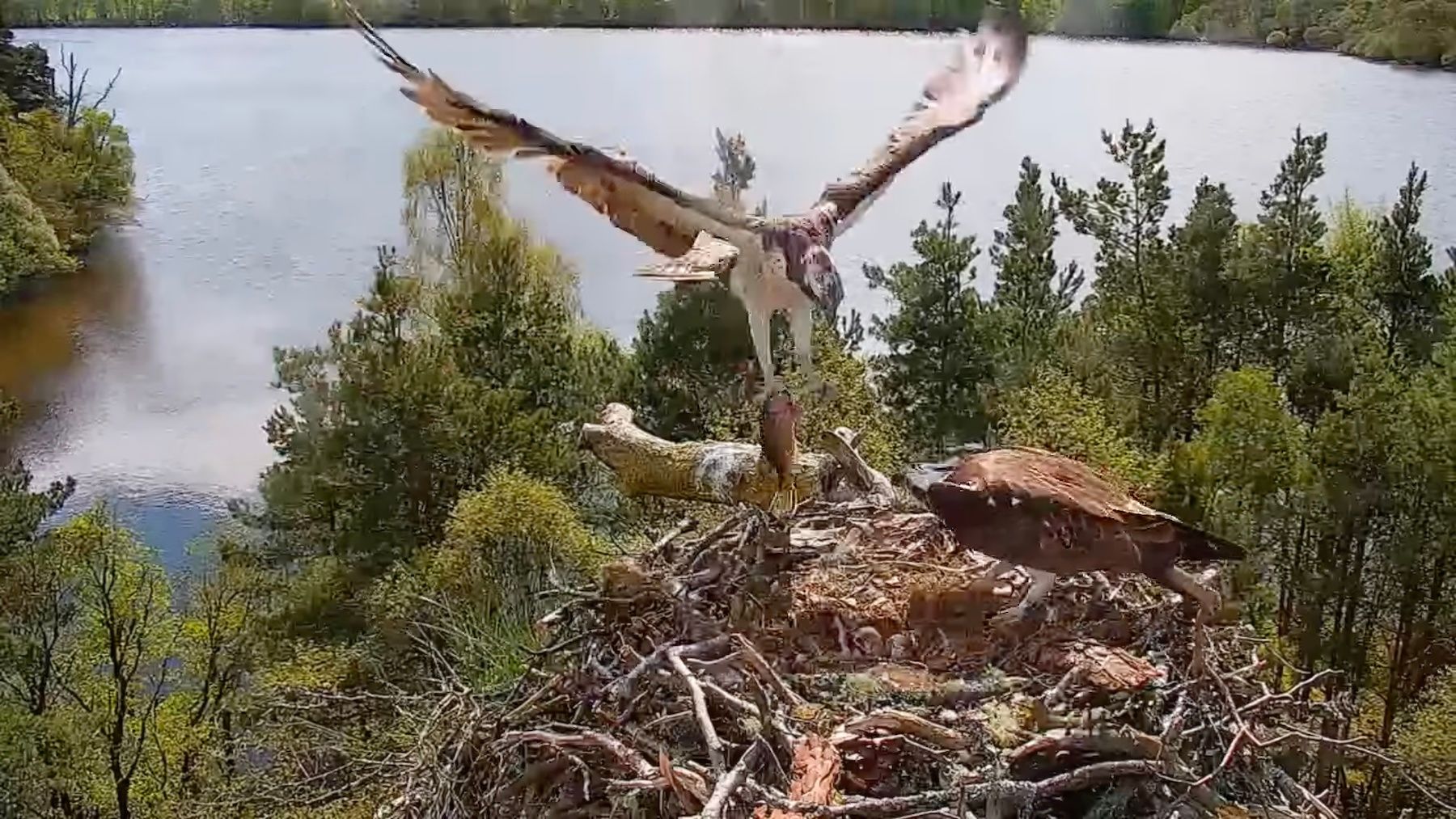 LM12 finally arrives with a fish.